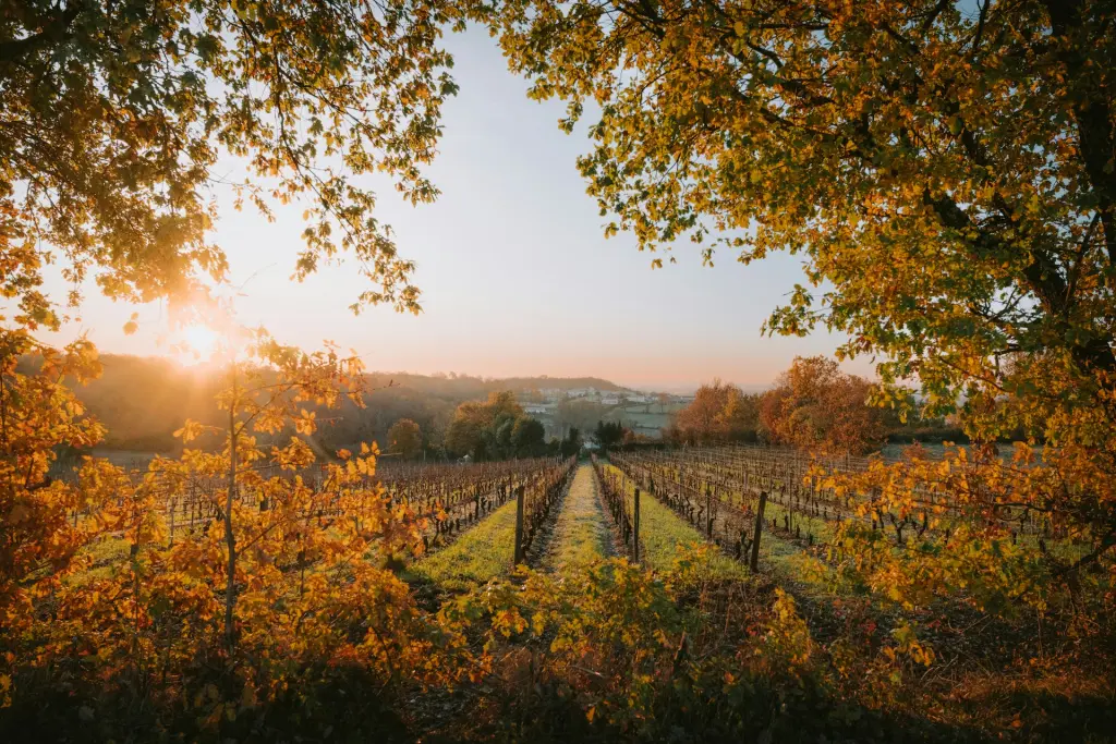 Bordeaux, France Vineyard at Sunset in Fall